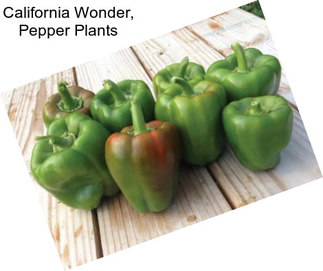 California Wonder, Pepper Plants