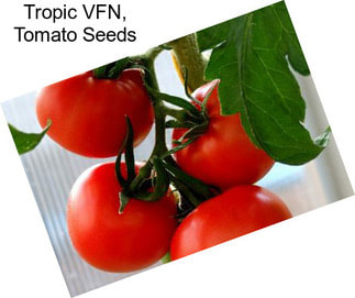 Tropic VFN, Tomato Seeds