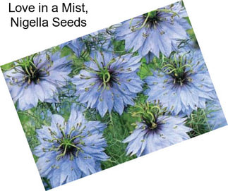 Love in a Mist, Nigella Seeds