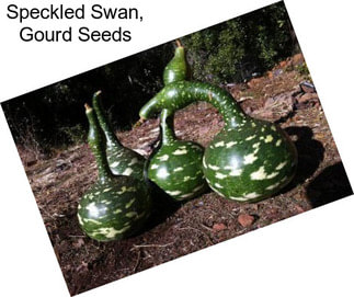 Speckled Swan, Gourd Seeds