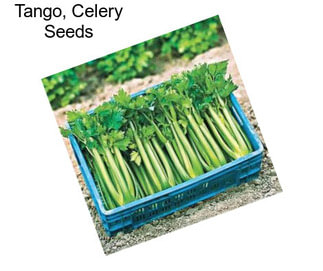 Tango, Celery Seeds