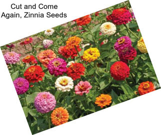 Cut and Come Again, Zinnia Seeds