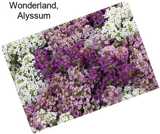 Wonderland, Alyssum