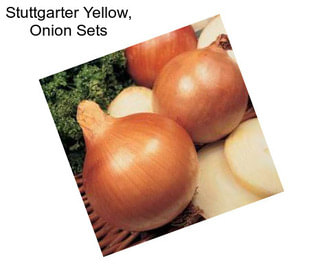 Stuttgarter Yellow, Onion Sets