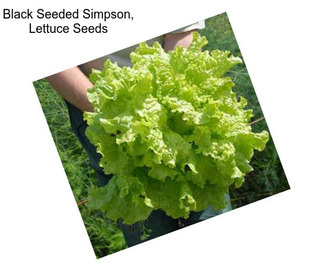 Black Seeded Simpson, Lettuce Seeds