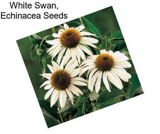 White Swan, Echinacea Seeds