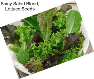 Spicy Salad Blend, Lettuce Seeds