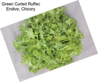 Green Curled Ruffec Endive, Chicory