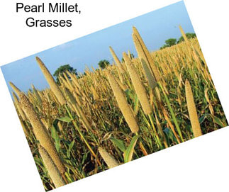 Pearl Millet, Grasses