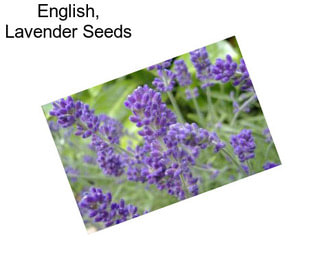 English, Lavender Seeds