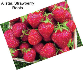 Allstar, Strawberry Roots