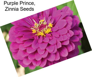 Purple Prince, Zinnia Seeds