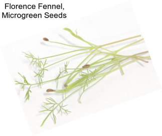 Florence Fennel, Microgreen Seeds