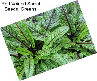 Red Veined Sorrel Seeds, Greens