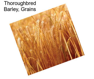 Thoroughbred Barley, Grains