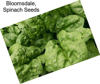 Bloomsdale, Spinach Seeds