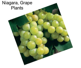 Niagara, Grape Plants
