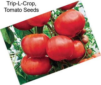 Trip-L-Crop, Tomato Seeds