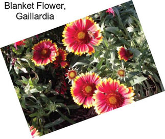 Blanket Flower, Gaillardia