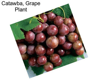 Catawba, Grape Plant