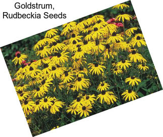 Goldstrum, Rudbeckia Seeds