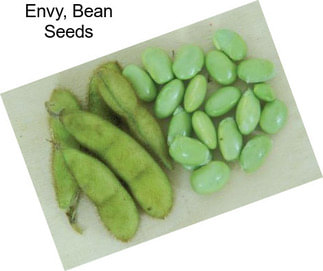 Envy, Bean Seeds