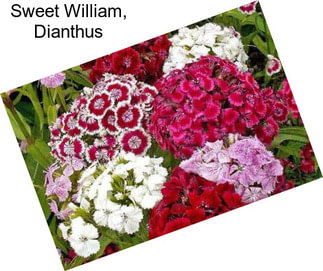 Sweet William, Dianthus