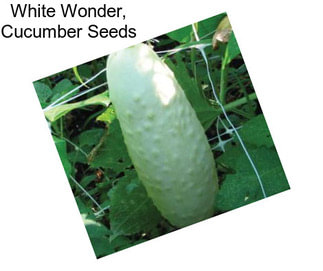 White Wonder, Cucumber Seeds