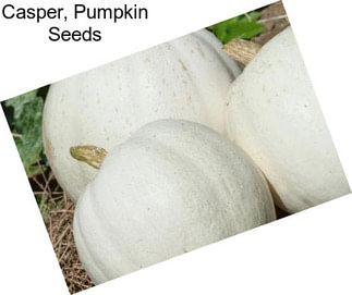Casper, Pumpkin Seeds