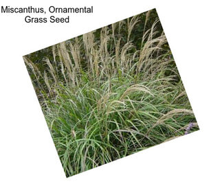 Miscanthus, Ornamental Grass Seed