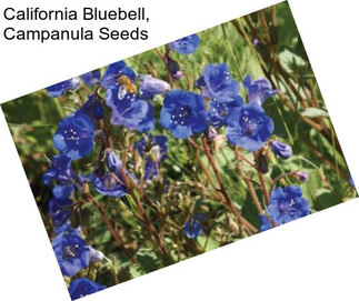 California Bluebell, Campanula Seeds