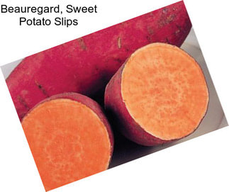Beauregard, Sweet Potato Slips