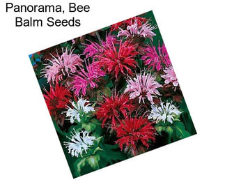 Panorama, Bee Balm Seeds