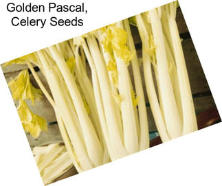 Golden Pascal, Celery Seeds