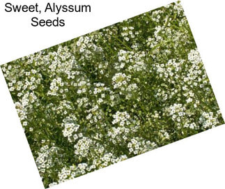 Sweet, Alyssum Seeds