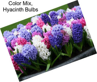 Color Mix, Hyacinth Bulbs