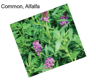 Common, Alfalfa
