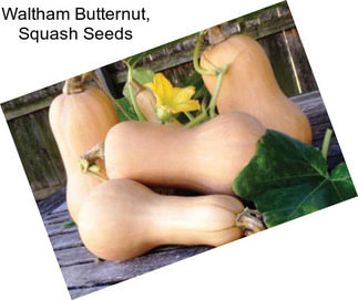 Waltham Butternut, Squash Seeds