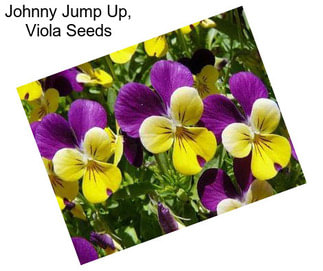 Johnny Jump Up, Viola Seeds