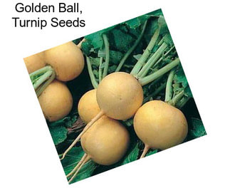 Golden Ball, Turnip Seeds
