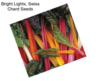 Bright Lights, Swiss Chard Seeds