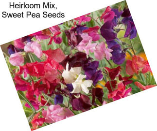 Heirloom Mix, Sweet Pea Seeds