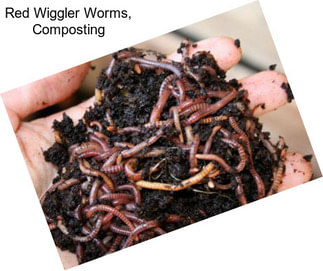 Red Wiggler Worms, Composting