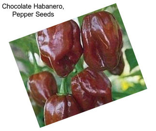 Chocolate Habanero, Pepper Seeds