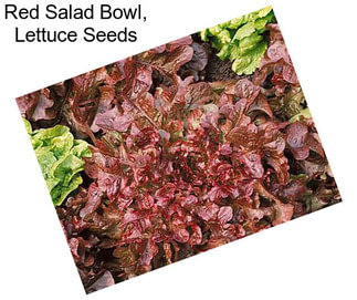 Red Salad Bowl, Lettuce Seeds