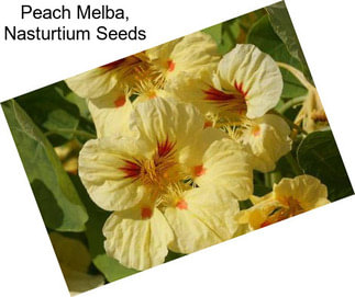 Peach Melba, Nasturtium Seeds