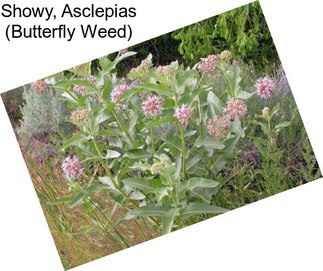 Showy, Asclepias (Butterfly Weed)