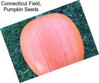 Connecticut Field, Pumpkin Seeds