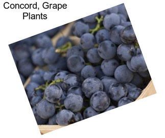 Concord, Grape Plants