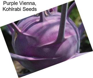 Purple Vienna, Kohlrabi Seeds
